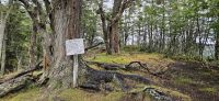 ein sehr alter Baum im Feuerland Nationalpark &ndash; &copy; Gina Egenolf (Eberhardt TRAVEL)