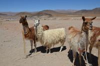 Lamas zum Anfassen &ndash; &copy; Katja Neumann (Eberhardt TRAVEL)