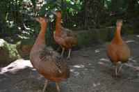 Vogelpark  2 &ndash; &copy; Katja Neumann (Eberhardt TRAVEL)