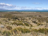 Calafate  &ndash; &copy; Francisco Javier Burgos Gutierrez (Eberhardt TRAVEL)