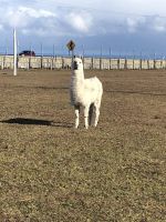 Punta Arenas  &ndash; &copy; Francisco Javier Burgos Gutierrez (Eberhardt TRAVEL)
