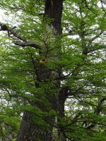 Wanderung zur Lagune de los Tres &ndash; &copy; Sylvia Sann (Eberhardt TRAVEL)