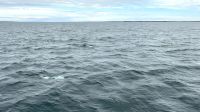 Isla Magdalena &ndash; &copy; Francisco Javier Burgos Gutierrez (Eberhardt TRAVEL)