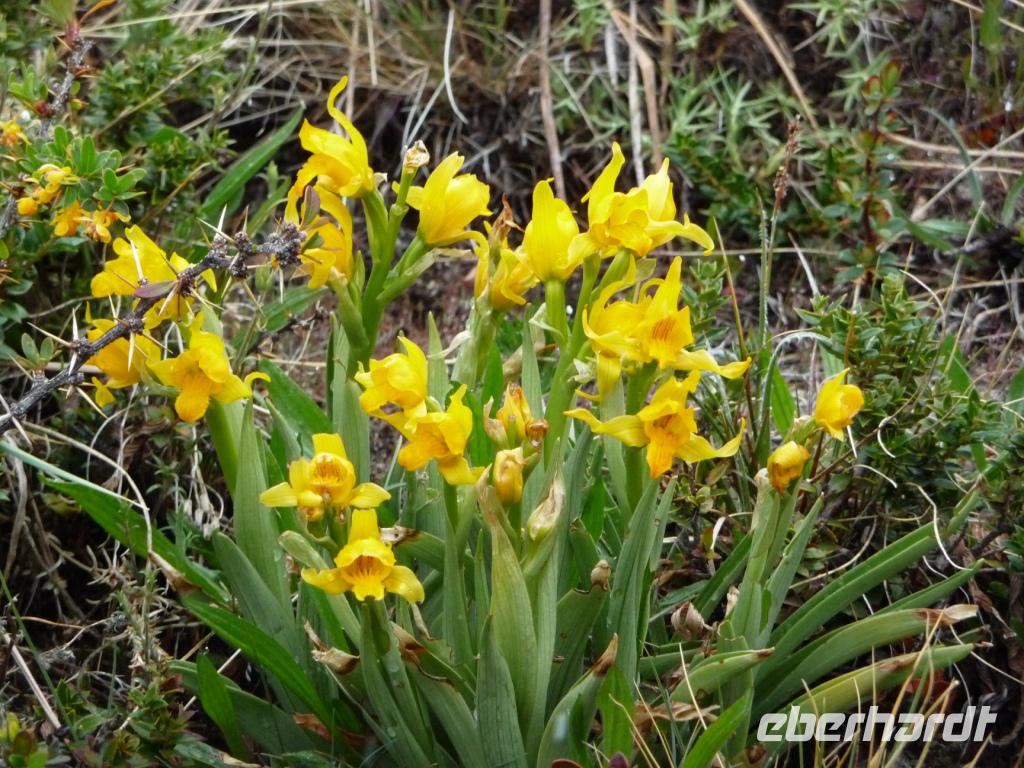 Orchideen &ndash; &copy; Sandra Winkler (Eberhardt TRAVEL)
