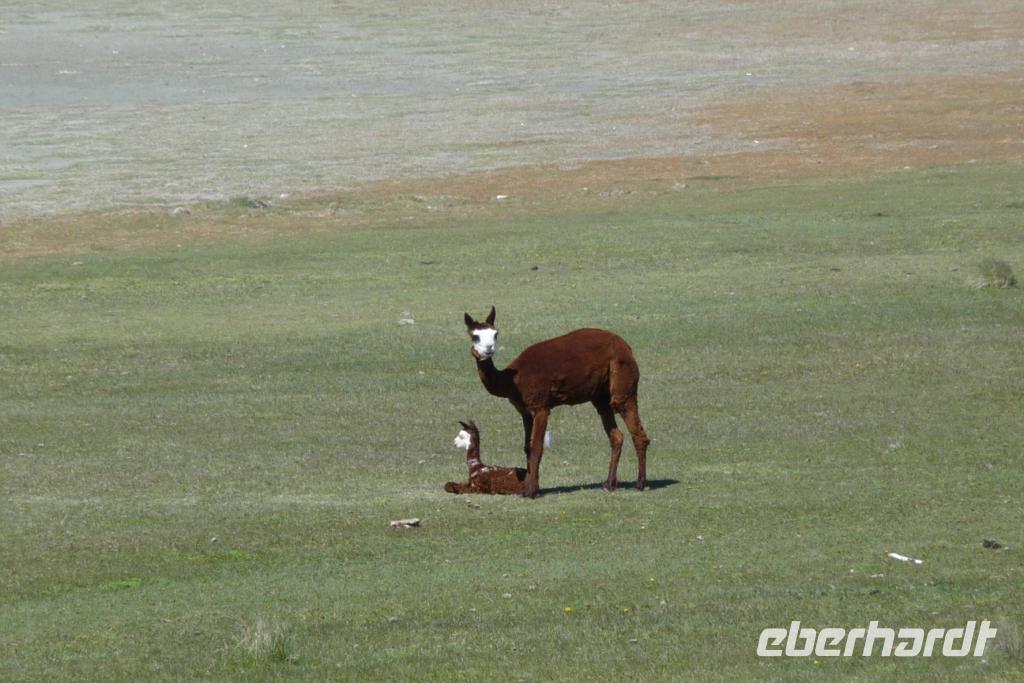 Guanako mit Baby &ndash; &copy; Sandra Winkler (Eberhardt TRAVEL)