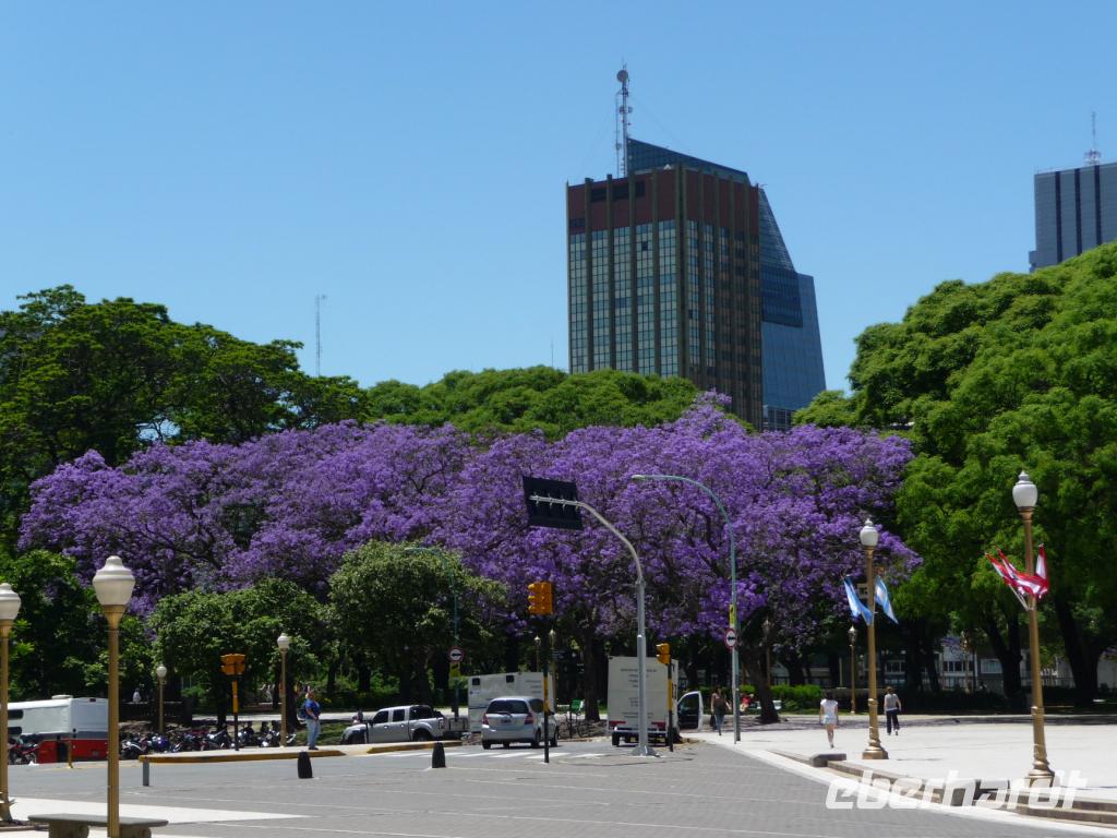 Buenos Aires Jacaranda &ndash; &copy; Sandra Winkler (Eberhardt TRAVEL)