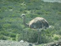 Nandu &ndash; &copy; Sandra Winkler (Eberhardt TRAVEL)