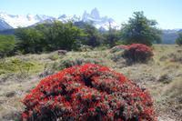 17 Tage Wanderreise Argentinien und Chile – Patagonien und Feuerland mit Buenos Aires – Nationalpark Los Glaciares mit El Chalten und Perito Moreno – Nationalpark Torres del Paine – Feuerland – Ushuaia (127) &ndash; &copy; Benjamin Rodriguez Manzanares (Eberhardt TRAVEL)