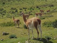 17 Tage Wanderreise Argentinien und Chile – Patagonien und Feuerland mit Buenos Aires – Nationalpark Los Glaciares mit El Chalten und Perito Moreno – Nationalpark Torres del Paine – Feuerland – Ushuaia (464) &ndash; &copy; Benjamin Rodriguez Manzanares (Eberhardt TRAVEL)
