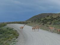 17 Tage Wanderreise Argentinien und Chile – Patagonien und Feuerland mit Buenos Aires – Nationalpark Los Glaciares mit El Chalten und Perito Moreno – Nationalpark Torres del Paine – Feuerland – Ushuaia (613) &ndash; &copy; Benjamin Rodriguez Manzanares (Eberhardt TRAVEL)