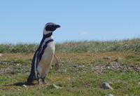 17 Tage Wanderreise Argentinien und Chile – Patagonien und Feuerland mit Buenos Aires – Nationalpark Los Glaciares mit El Chalten und Perito Moreno – Nationalpark Torres del Paine – Feuerland – Ushuaia (741) &ndash; &copy; Benjamin Rodriguez Manzanares (Eberhardt TRAVEL)
