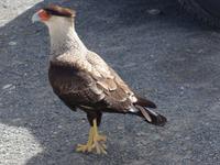 Karakara Vogel &ndash; &copy; Benjamin Rodriguez Manzanares (Eberhardt TRAVEL)