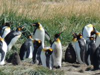 Königspinguine bei Porvenir auf dem Weg von Punta Arenas nach Ushuaia (3) &ndash; &copy; Benjamin Rodriguez Manzanares (Eberhardt TRAVEL)