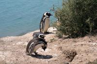 Magellan-Pinguine im Naturpark Halbinsel Valdes
