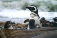 Pinguin-Kolonie Seno Otway