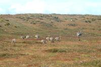 Nandu-Familie am Seno Otway