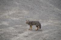 Fuchs &ndash; &copy; Andreas Böcker (Eberhardt TRAVEL)