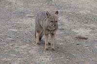 Fuchs  &ndash; &copy; Andreas Böcker (Eberhardt TRAVEL)