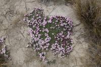 Blumen &ndash; &copy; Andreas Böcker (Eberhardt TRAVEL)