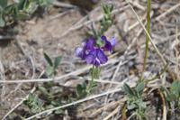 Blume  &ndash; &copy; Andreas Böcker (Eberhardt TRAVEL)