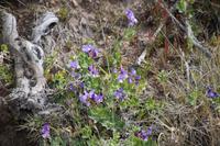 Blumen &ndash; &copy; Andreas Böcker (Eberhardt TRAVEL)