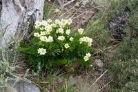 Blumen &ndash; &copy; Andreas Böcker (Eberhardt TRAVEL)
