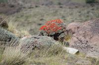 Matas Guanaco (Guanaco-Büsche) &ndash; &copy; Andreas Böcker (Eberhardt TRAVEL)