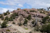 Ñirre &ndash; &copy; Andreas Böcker (Eberhardt TRAVEL)