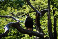 Caracara/Carancho &ndash; &copy; Andreas Böcker (Eberhardt TRAVEL)
