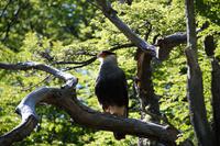 Caracara/Carancho &ndash; &copy; Andreas Böcker (Eberhardt TRAVEL)