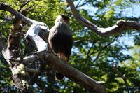 Caracara/Carancho &ndash; &copy; Andreas Böcker (Eberhardt TRAVEL)