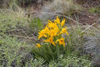 Blume &ndash; &copy; Andreas Böcker (Eberhardt TRAVEL)