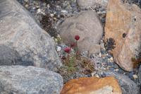Blumen  &ndash; &copy; Andreas Böcker (Eberhardt TRAVEL)