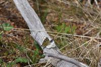 Schmetterlinge &ndash; &copy; Andreas Böcker (Eberhardt TRAVEL)