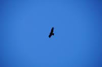 Condor  &ndash; &copy; Andreas Böcker (Eberhardt TRAVEL)