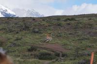 Hey, lauft bloß nicht auf uns zu! - Kampf der Guanaco-Männchen  &ndash; &copy; Andreas Böcker (Eberhardt TRAVEL)
