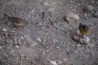 Finkenpärchen  &ndash; &copy; Andreas Böcker (Eberhardt TRAVEL)