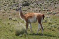 Guanaco &ndash; &copy; Andreas Böcker (Eberhardt TRAVEL)