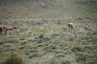 Guanaco-Jungtiere &ndash; &copy; Andreas Böcker (Eberhardt TRAVEL)