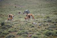 Guanaco-Jungtiere &ndash; &copy; Andreas Böcker (Eberhardt TRAVEL)