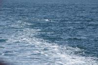 Delphin &ndash; &copy; Andreas Böcker (Eberhardt TRAVEL)