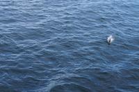 Delphin &ndash; &copy; Andreas Böcker (Eberhardt TRAVEL)