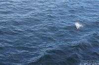 Delphin  &ndash; &copy; Andreas Böcker (Eberhardt TRAVEL)