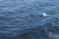 Delphin &ndash; &copy; Andreas Böcker (Eberhardt TRAVEL)