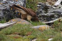 Falke mit Durst &ndash; &copy; Andreas Böcker (Eberhardt TRAVEL)