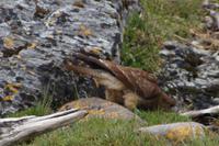 Falke mit Durst &ndash; &copy; Andreas Böcker (Eberhardt TRAVEL)