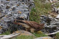 Falke mit Durst &ndash; &copy; Andreas Böcker (Eberhardt TRAVEL)