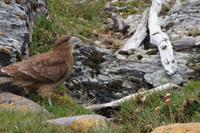 Falke mit Durst &ndash; &copy; Andreas Böcker (Eberhardt TRAVEL)