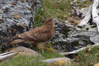 Falke mit Durst &ndash; &copy; Andreas Böcker (Eberhardt TRAVEL)