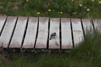 Vogel schlägt Wurm tot (Serie) &ndash; &copy; Andreas Böcker (Eberhardt TRAVEL)